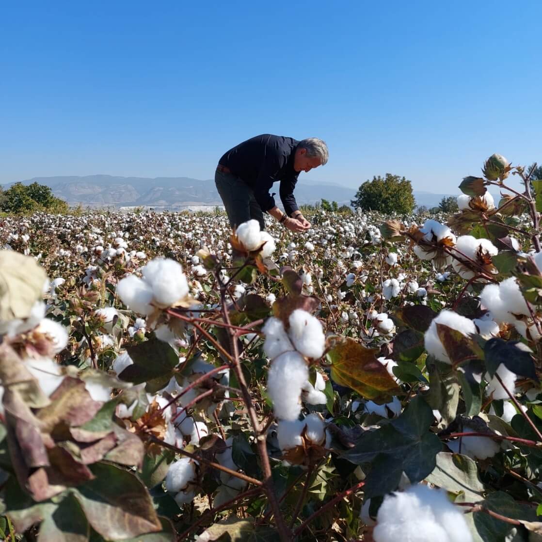 Mand der plukker økologiske bomuld på en bomuldsmark i Tyrkiet